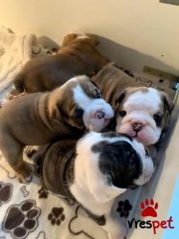 Ράτσα: Αγγλικό Μπουλντόγκ - English Bulldog | Ηλικία: 2,5 μηνών | Φύλο: Αρσενικό | Αρ. Microchip: 985112909734721 | Ιδιώτης | Εκπαιδευμένο | Pedigree | Περιοχή: Αθήνα, Αττική
